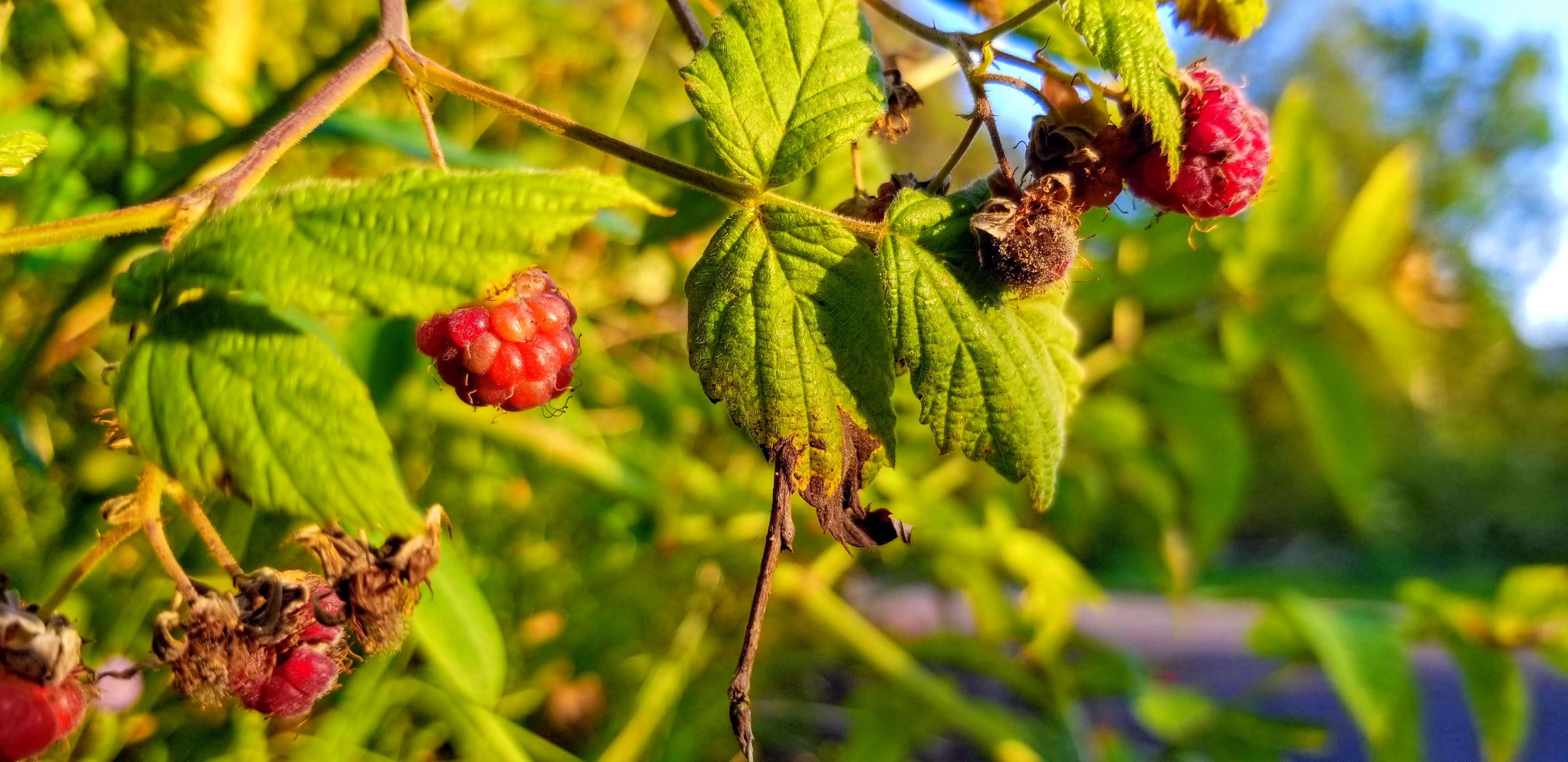 Closeup of raspberries on a bush.