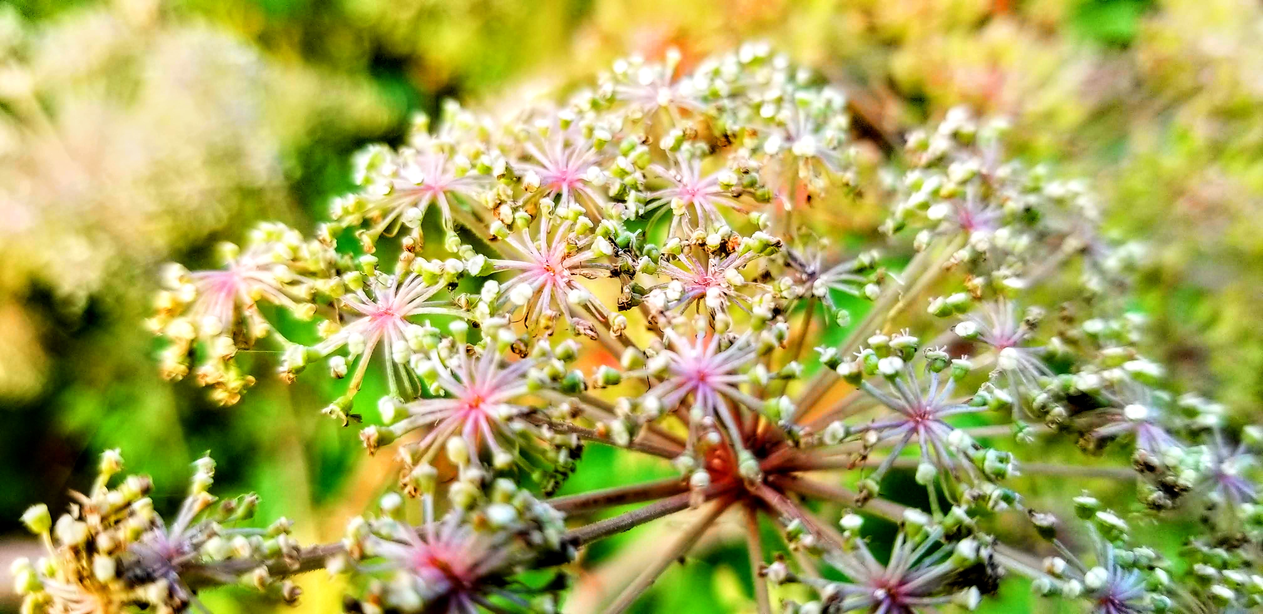 Closeup of flowers in late summer.