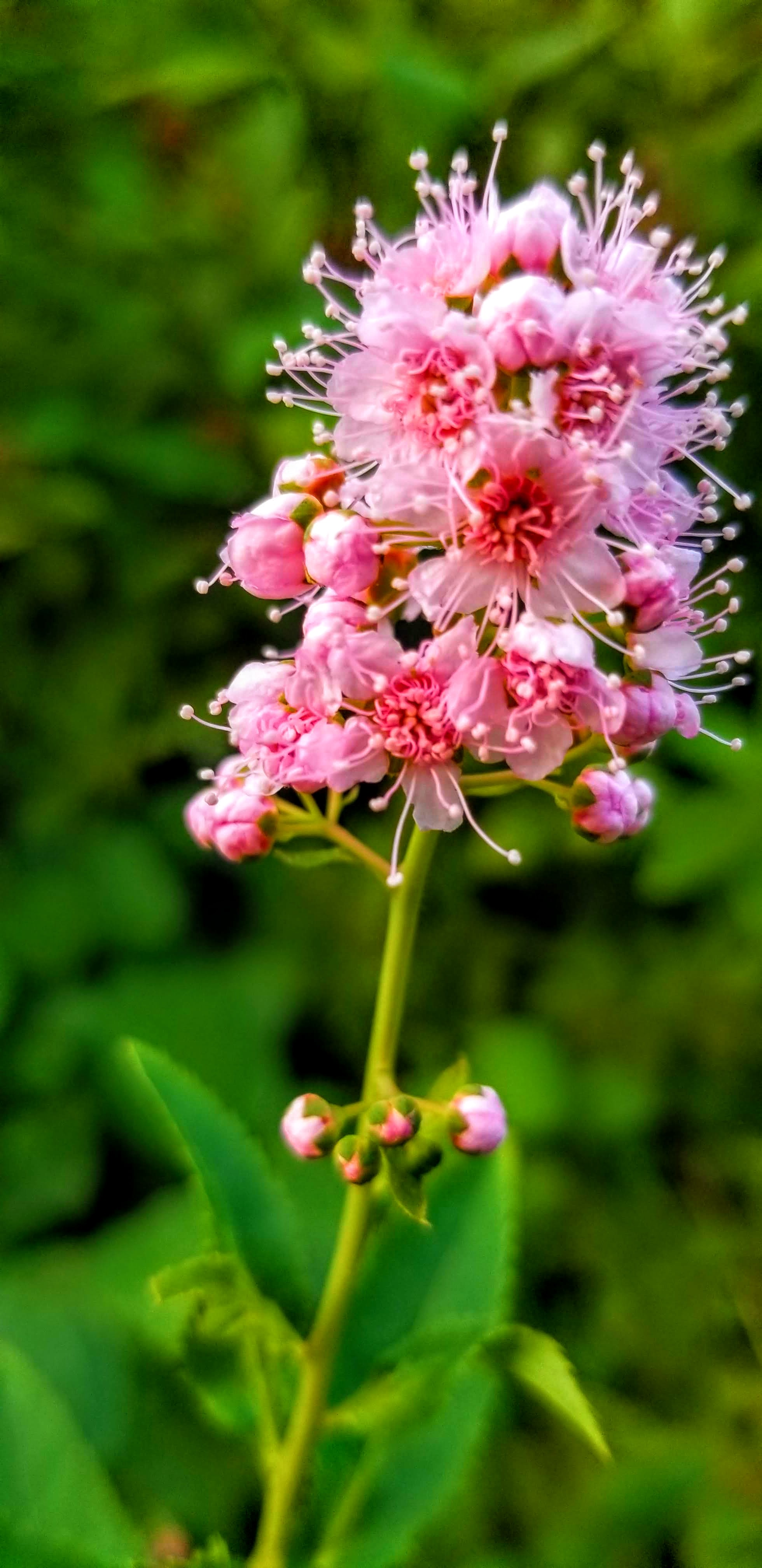 Closeup photograph of a pink flower.