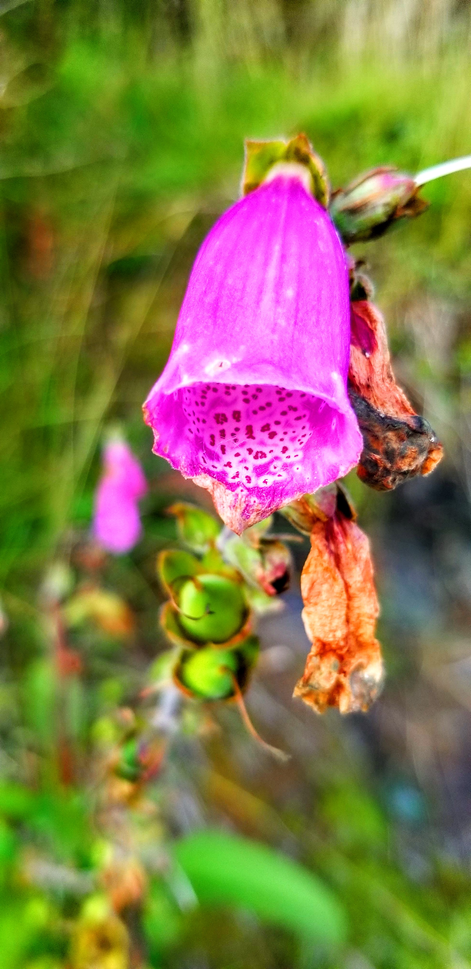 A closeup of a foxglove flower in late summer.
