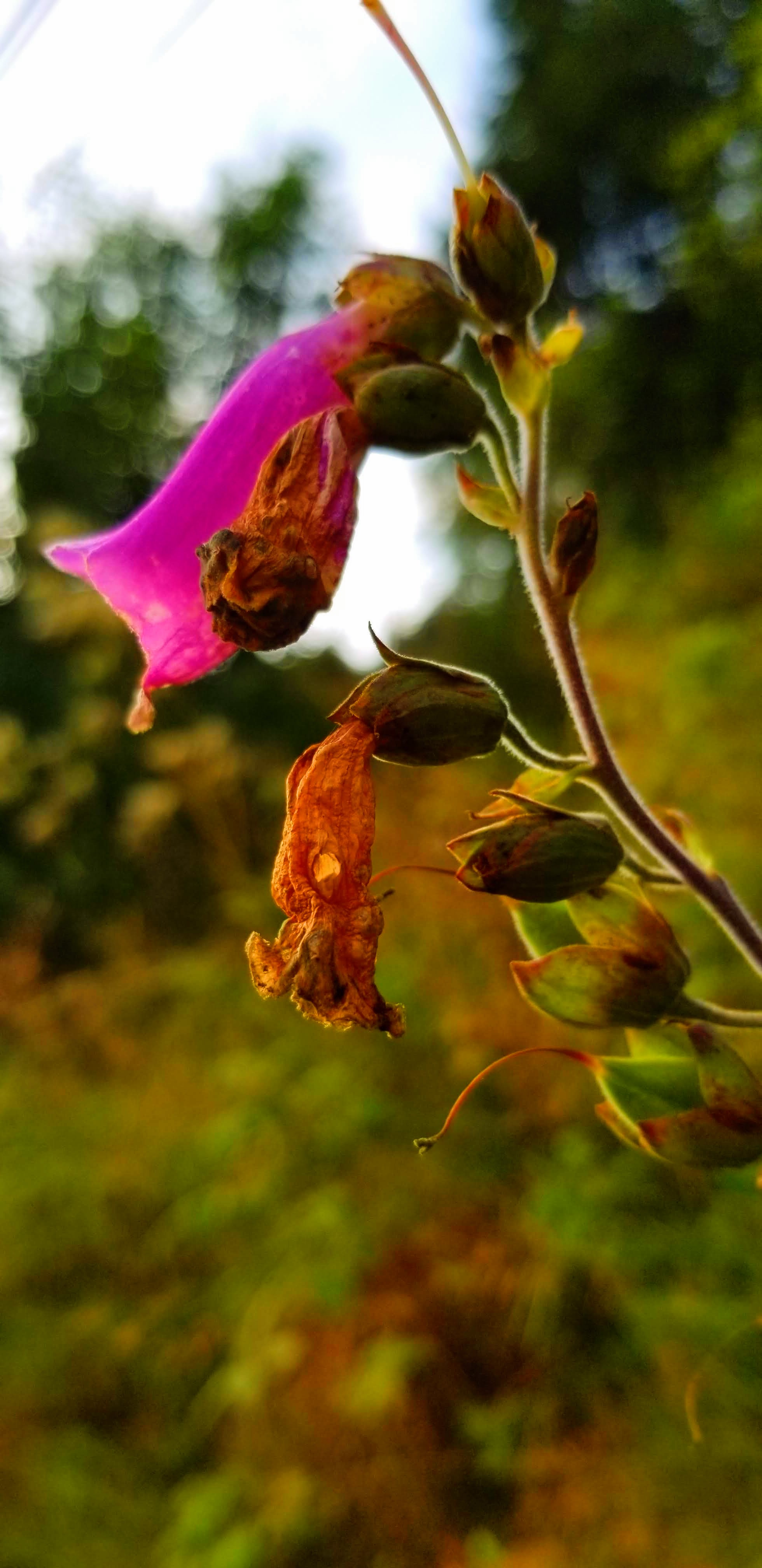 Side-view closeup of a foxglove flower including stalk and fruits.