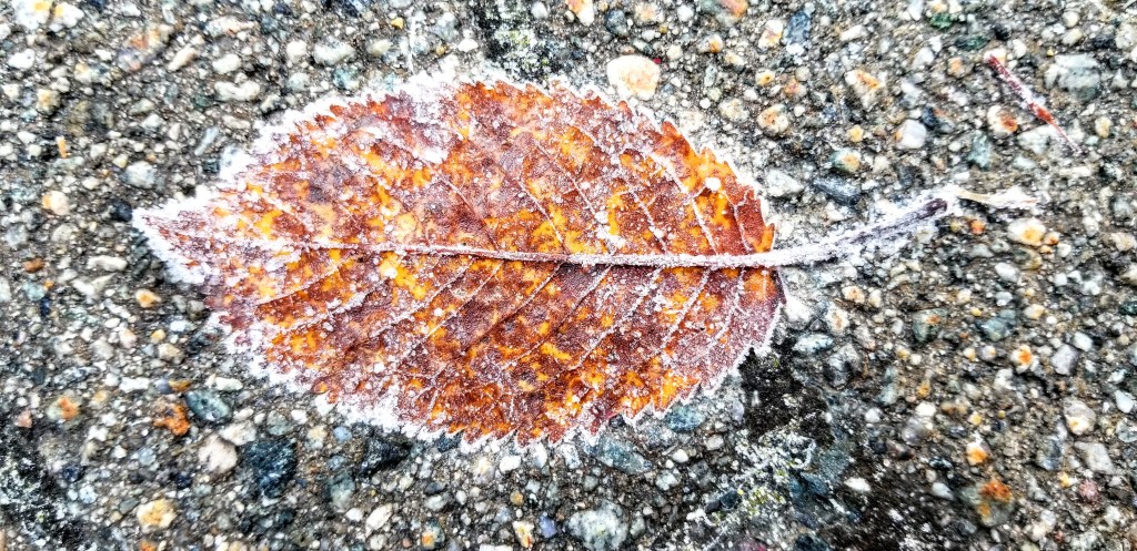 Closeup of a frost-covered leaf on asphalt.