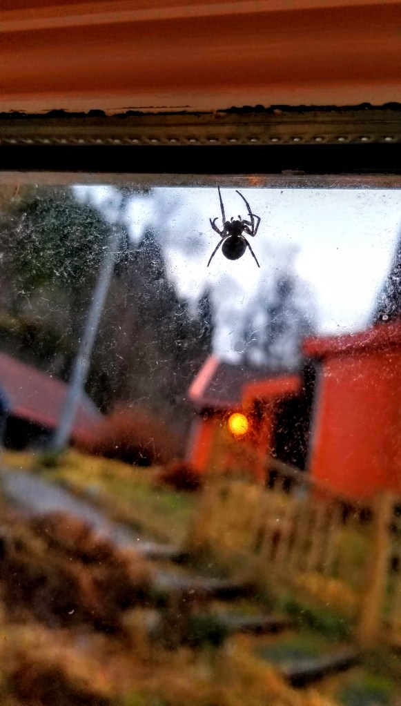 A close-up of a spider crawling up a glass window, looking out on a rainy neighborhood.