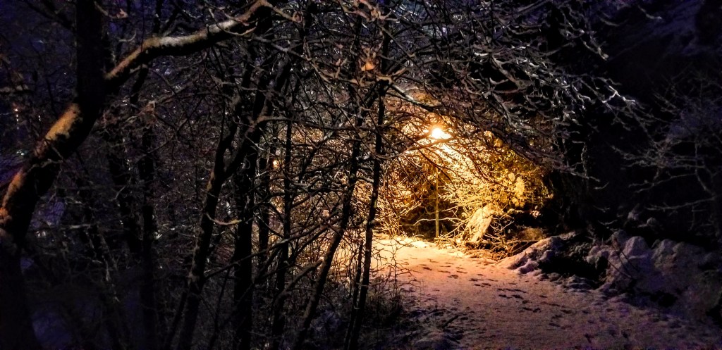 Tangled branches in a forest at night, with snow and a lamppost.