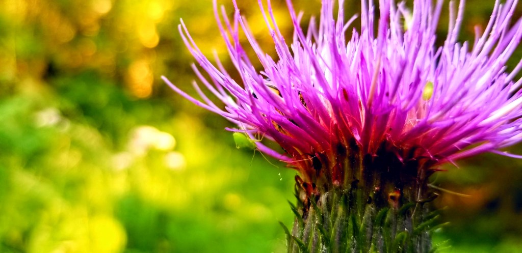 Closeup photograph of a thistle flower with an aphid crawling on it.