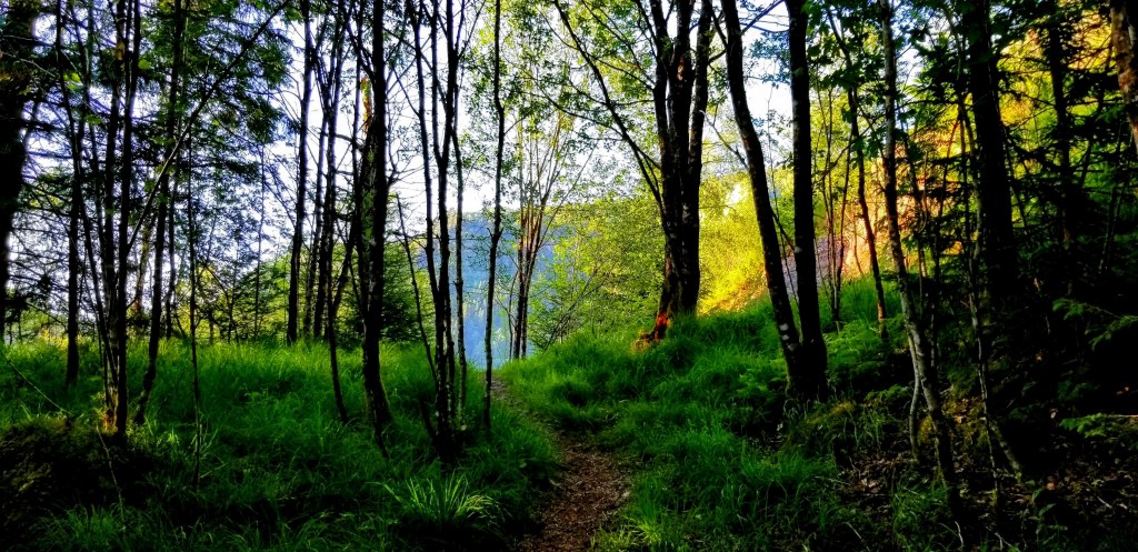Photograph of a forest with mountains beyond.