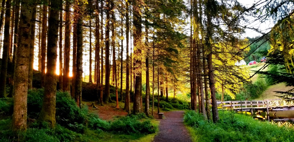 Photograph of a path through a forest at sunset.