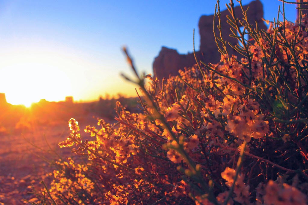 Photograph of a bush at sunset in front of a ruined building in Morocco.