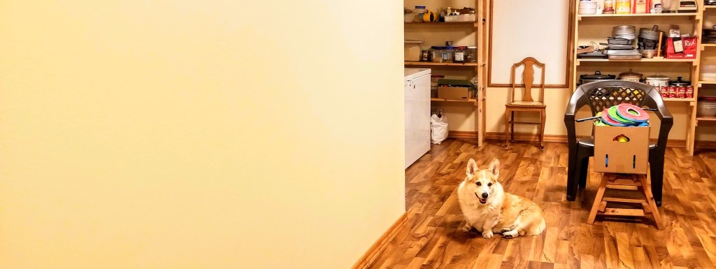 A photograph of a corgi beside a chair and a box of dog toys.