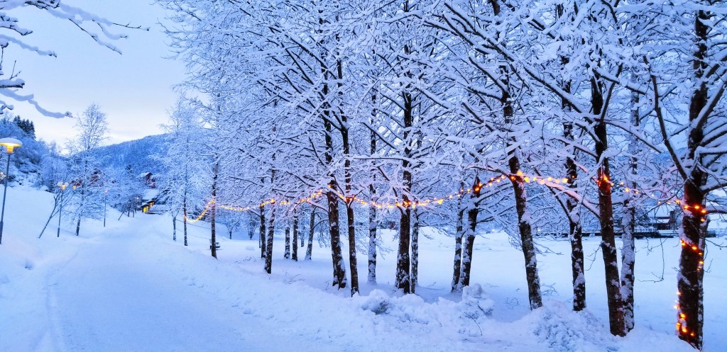 Photograph of trees in snow, strung with holiday lights.