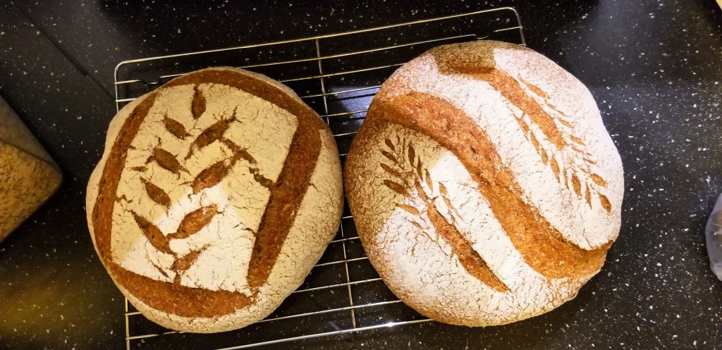 Photograph of two scored loaves of whole-wheat sourdough bread.