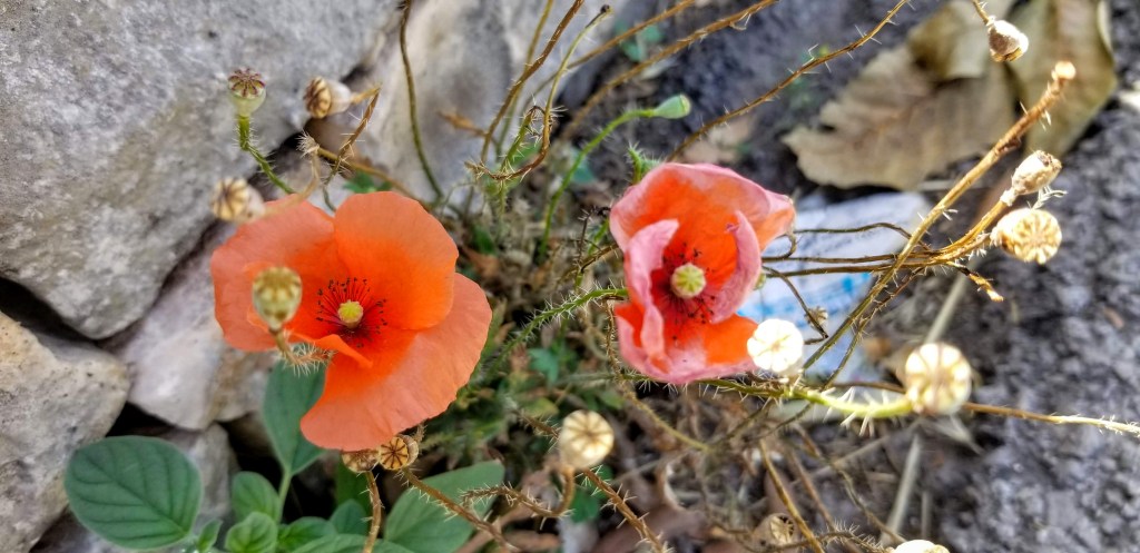Close-up photograph of two wild poppy flowers against a stone wall.