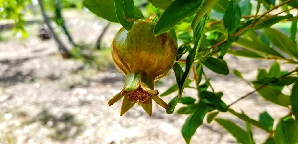Photograph of a young pomegranate on a tree.