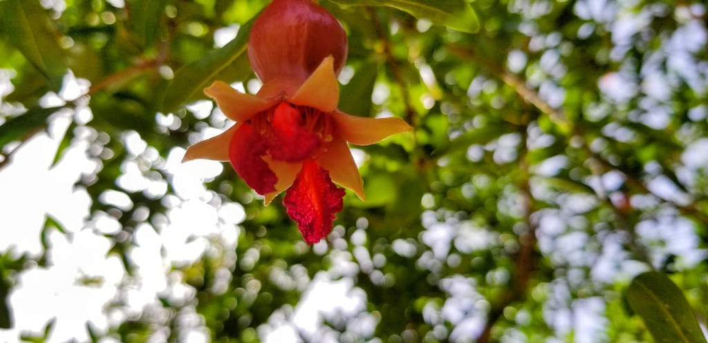 Photograph of a pomegranate flower on a tree.