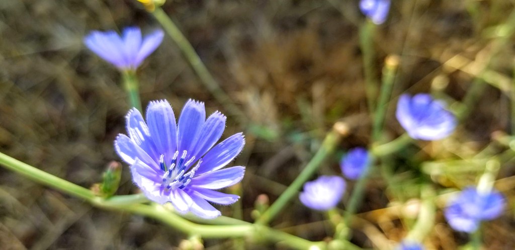 Close-up photograph of the flower of a wild chicory plant.